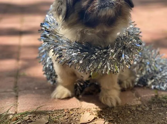 호텔 Naz In Antalya